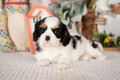 Cavalier King Charles Spaniel Female (Rosie)