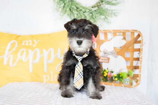 Shadow- Miniature Schnauzer Male