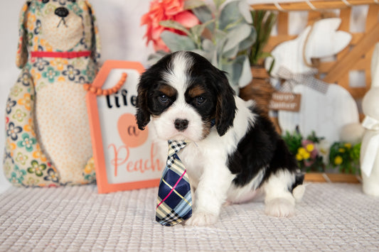 Cavalier King Charles Spaniel Male (Henry)
