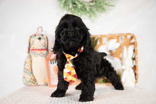 Cocker Spaniel Male (Walker)