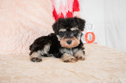 Lara-Miniature Schnauzer Female