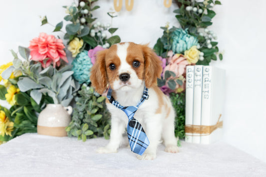 Cavalier King Charles Spaniel Male (Chance)