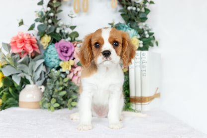 Cavalier King Charles Spaniel Male (Chance)