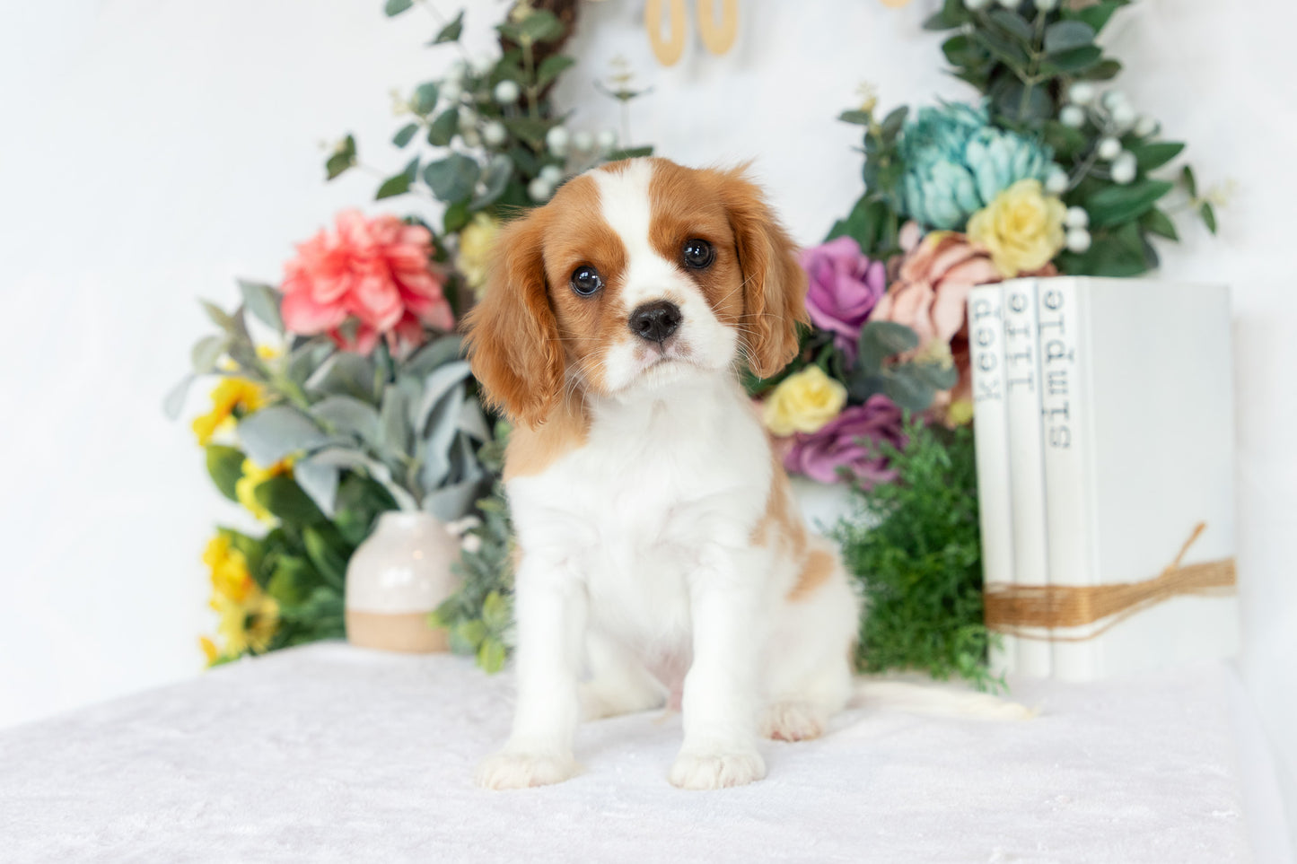 Cavalier King Charles Spaniel Male (Chance)
