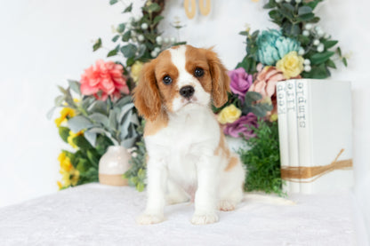 Cavalier King Charles Spaniel Male (Chance)
