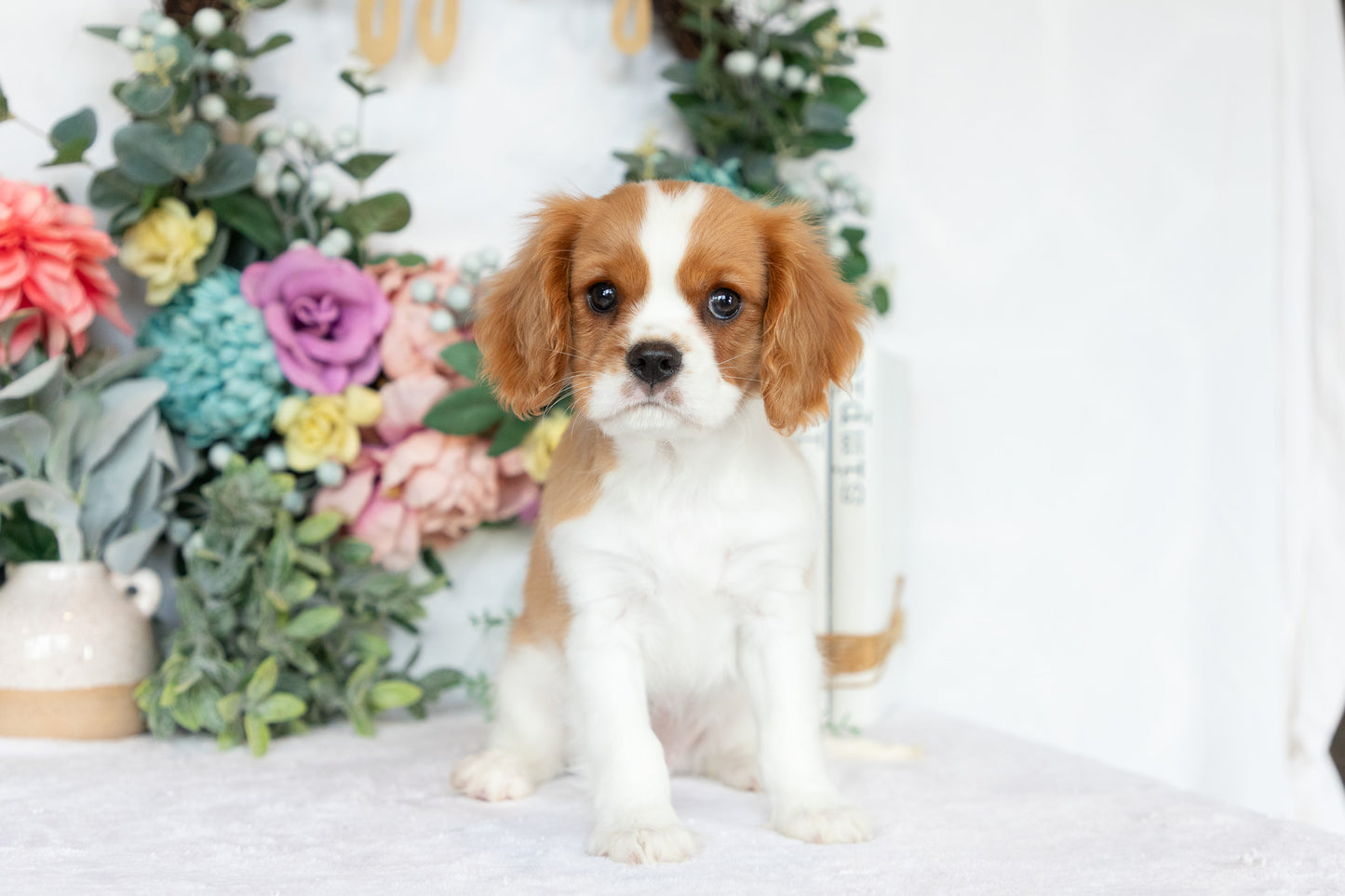 Cavalier King Charles Spaniel Male (Chance)