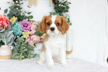 Cavalier King Charles Spaniel Male (Chance)