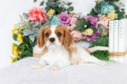Cavalier King Charles Spaniel Male (Chance)