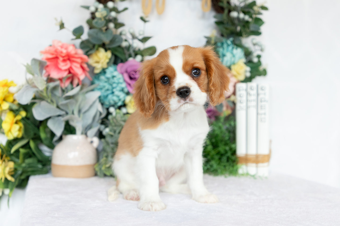 Cavalier King Charles Spaniel Male (Chance)