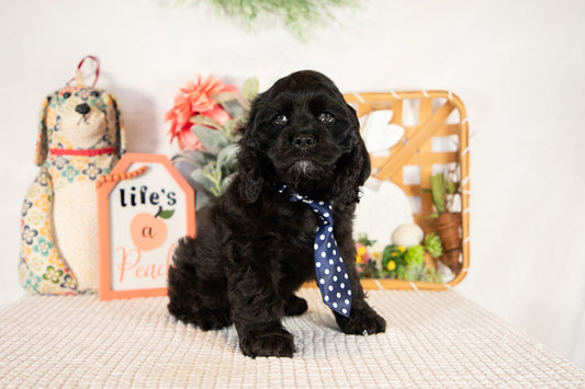 Cocker Spaniel Male (Vaylor)