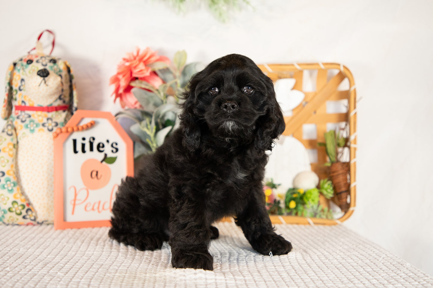 Cocker Spaniel Male (Vaylor)