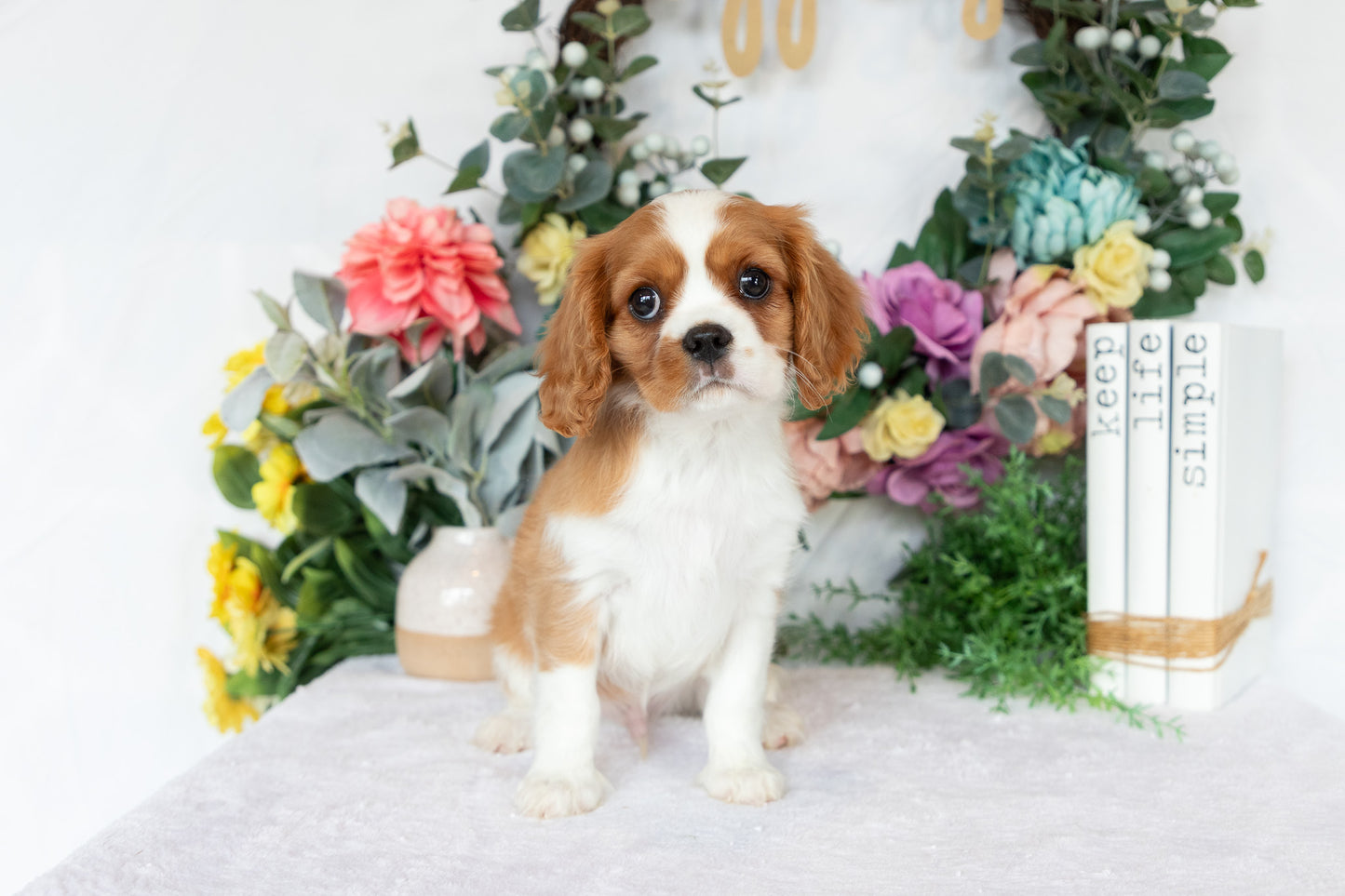 Cavalier King Charles Spaniel Male (Crew)