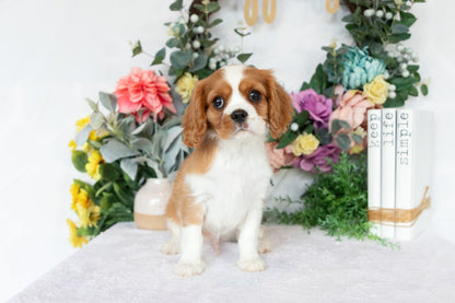 Cavalier King Charles Spaniel Male (Crew)
