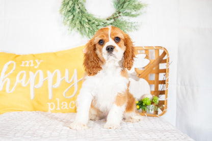 Mike-Cavalier King Charles Male
