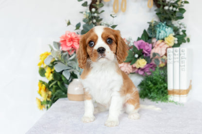 Cavalier King Charles Spaniel Male (Crew)