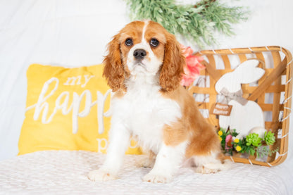 Mike-Cavalier King Charles Male