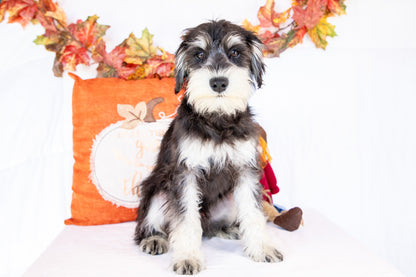 Lexton-Miniature Schnauzer Male