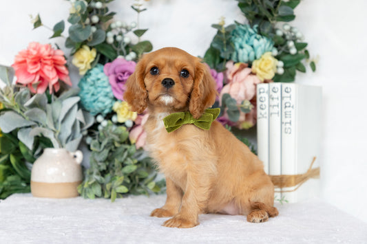 Cavalier King Charles Spaniel Female (Callie)