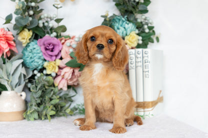 Cavalier King Charles Spaniel Female (Callie)