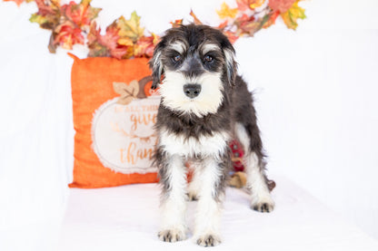 Lexton-Miniature Schnauzer Male