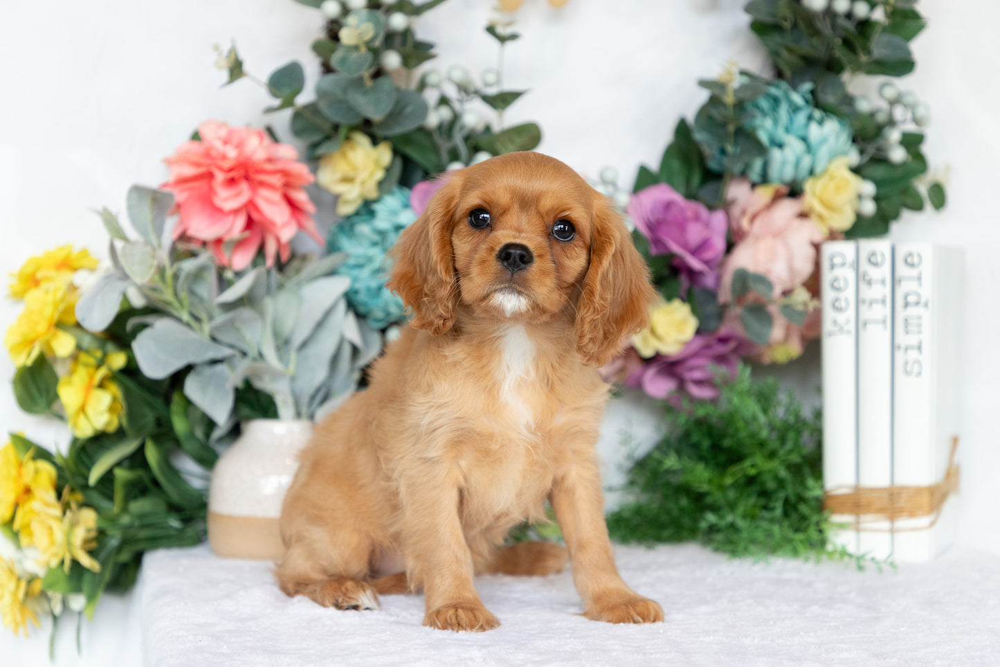 Cavalier King Charles Spaniel Female (Callie)