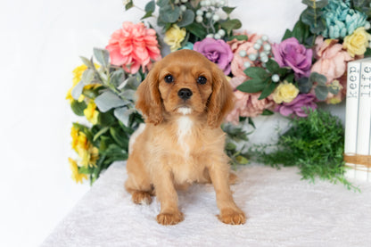 Cavalier King Charles Spaniel Female (Callie)