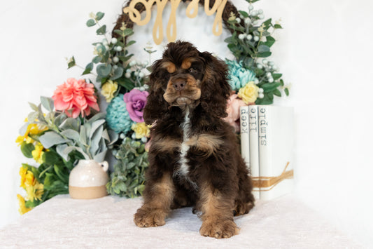 Cocker Spaniel Male (Beau)