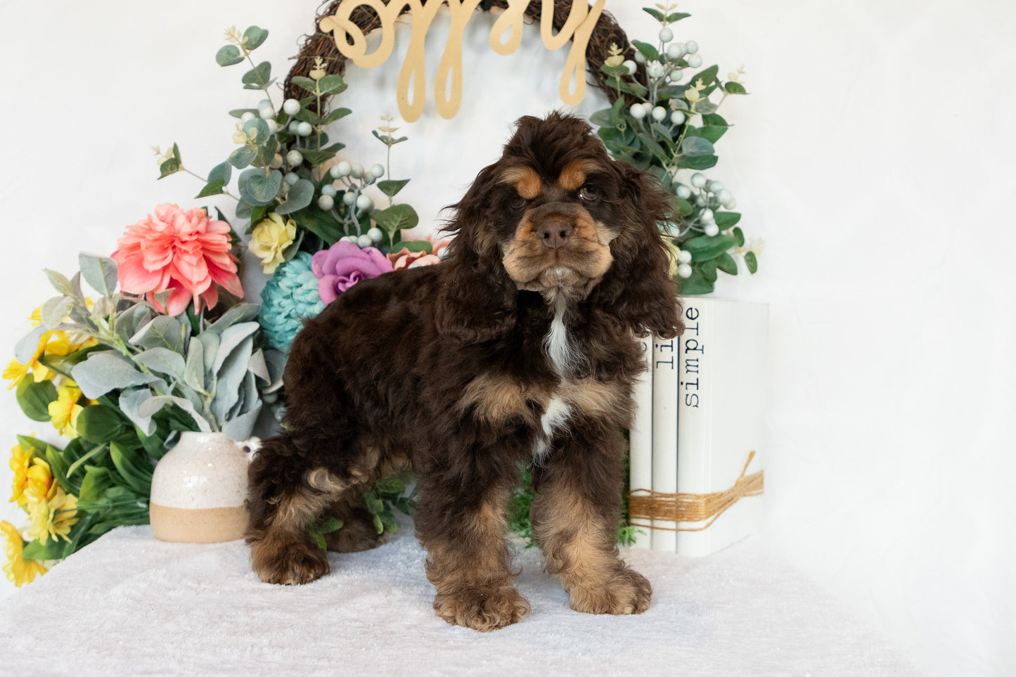Cocker Spaniel Male (Beau)