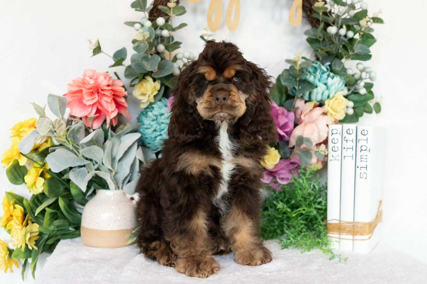 Cocker Spaniel Male (Beau)