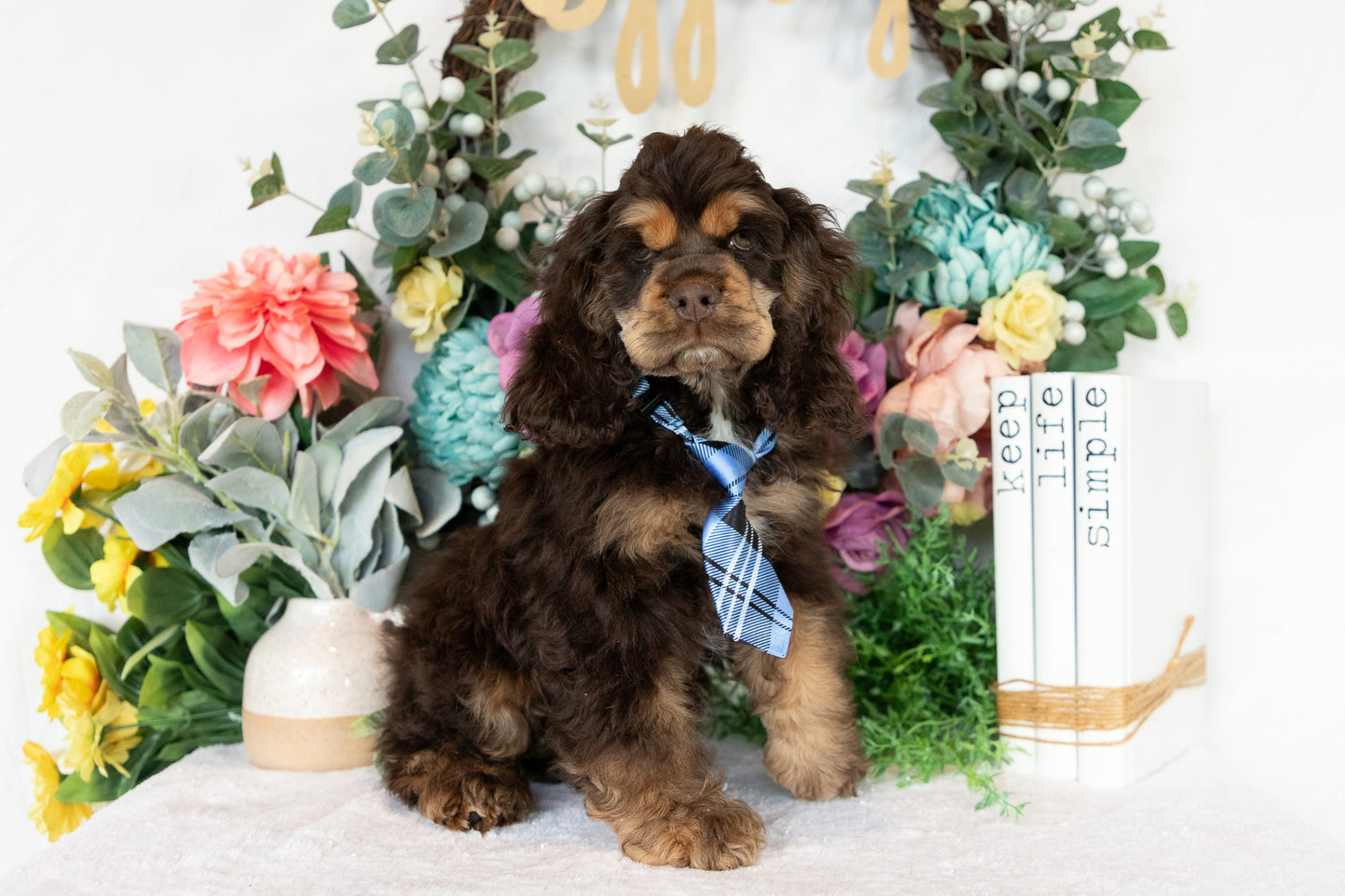 Cocker Spaniel Male (Beau)