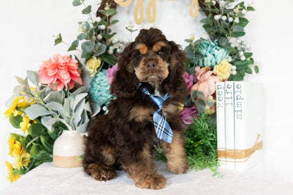 Cocker Spaniel Male (Beau)