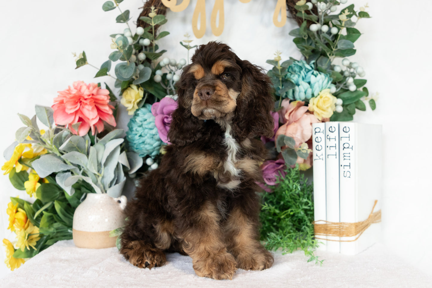 Cocker Spaniel Male (Beau)