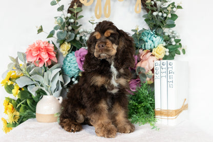 Cocker Spaniel Male (Beau)