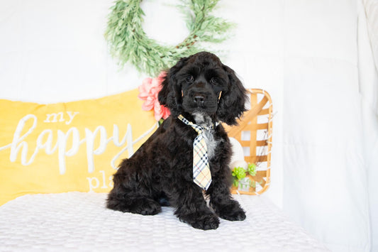 Ozzy-Cocker Spaniel Male