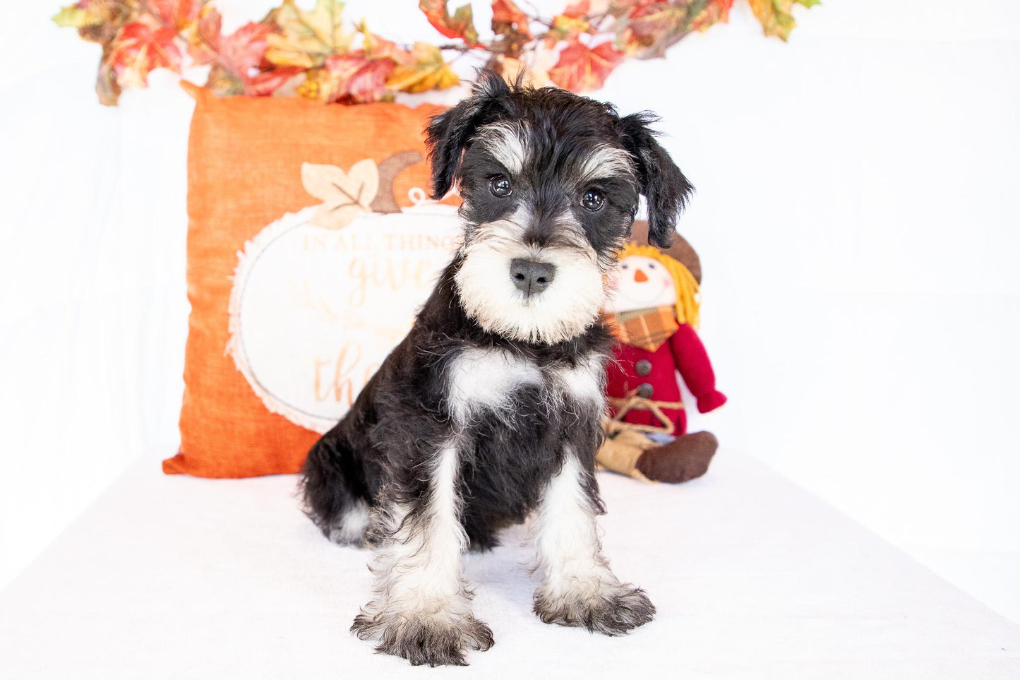 Shelden-Miniature Schnauzer Male