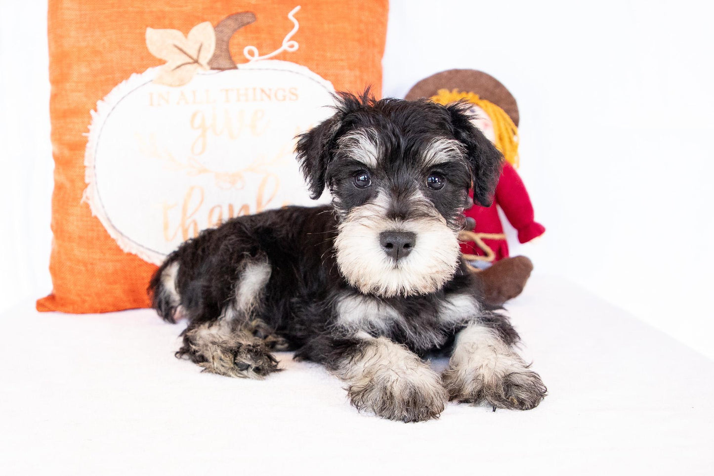 Shelden-Miniature Schnauzer Male