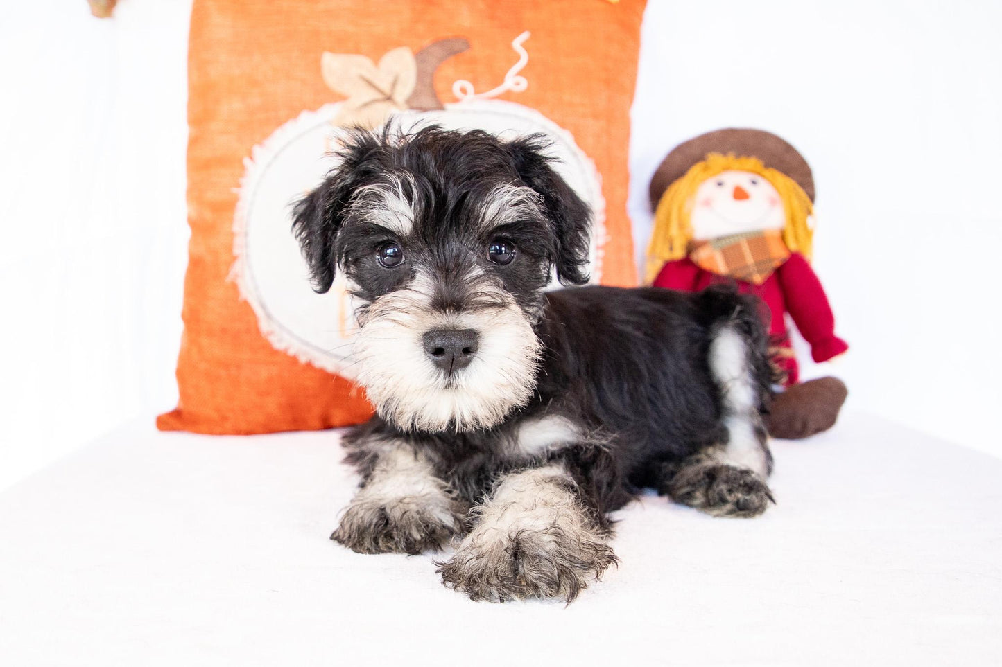 Shelden-Miniature Schnauzer Male