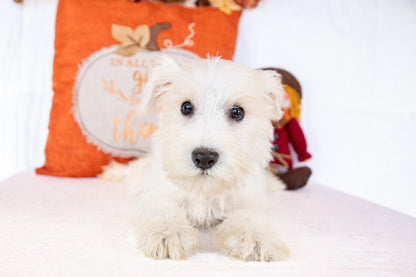 Sandy-Miniature Schnauzer Female