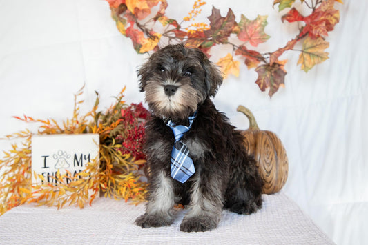 Miniature Schnauzer Male (Wesley)