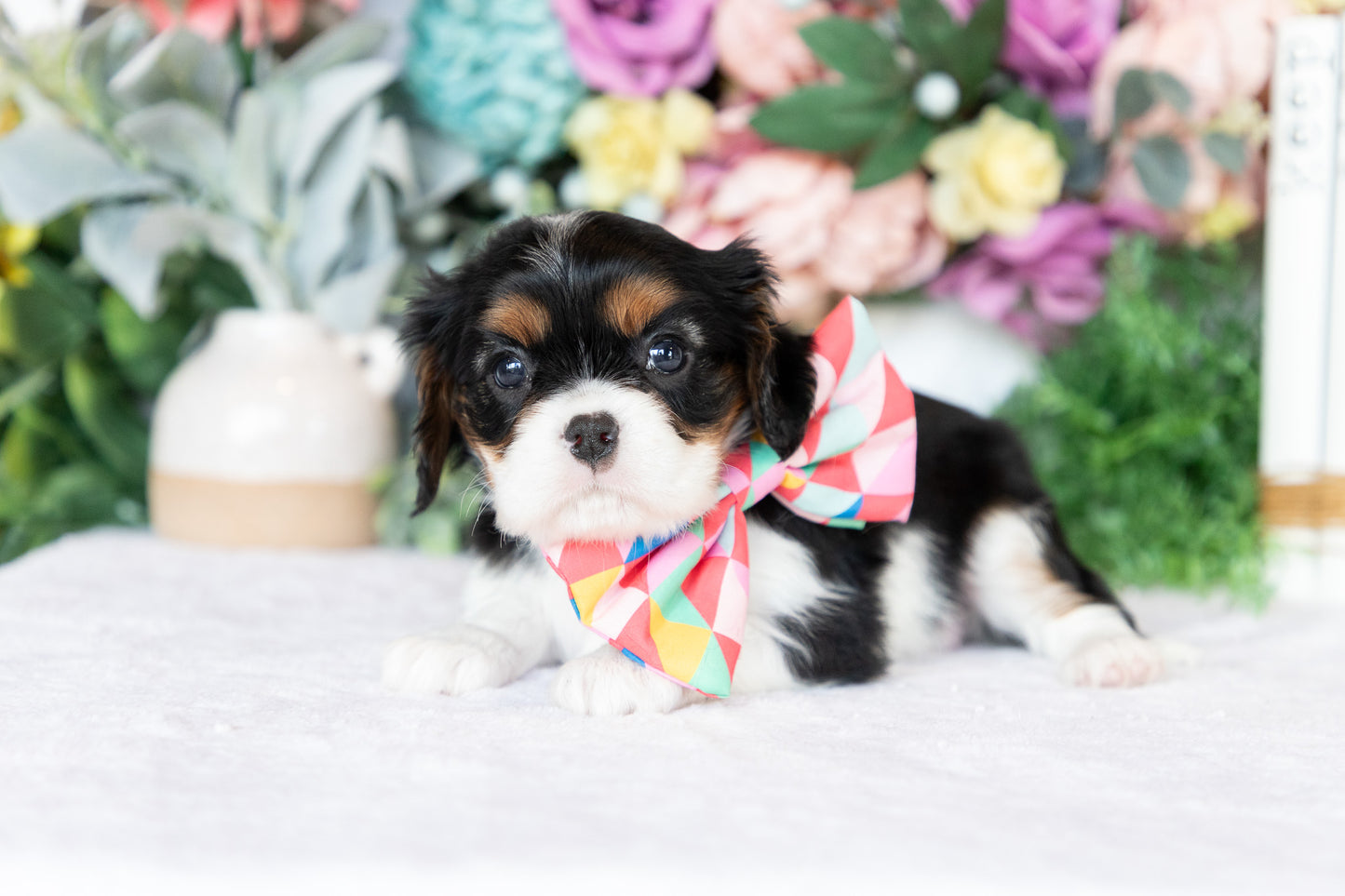 Cavalier King Charles Spaniel Female (Annalynn)