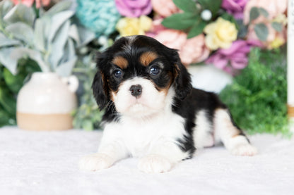 Cavalier King Charles Spaniel Female (Annalynn)