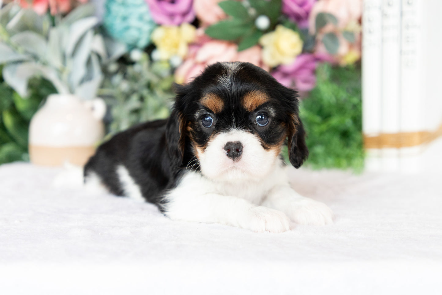 Cavalier King Charles Spaniel Female (Annalynn)