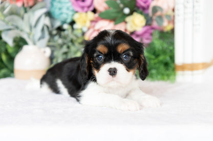 Cavalier King Charles Spaniel Female (Annalynn)