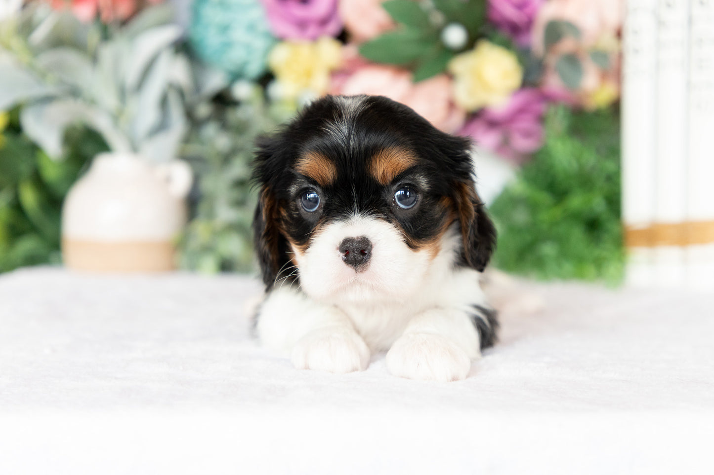 Cavalier King Charles Spaniel Female (Annalynn)