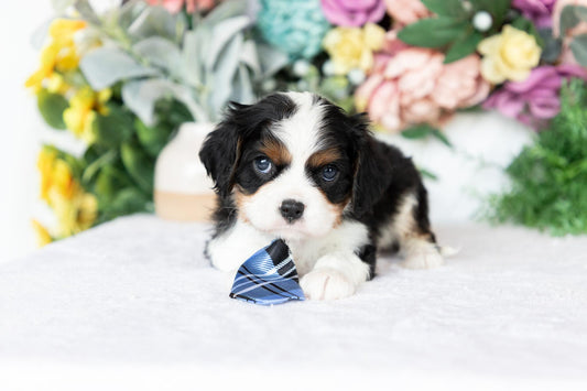 Cavalier King Charles Spaniel Male (Archie)