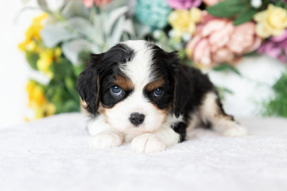 Cavalier King Charles Spaniel Male (Archie)