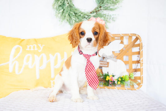 Robin- Cavalier King Charles Male