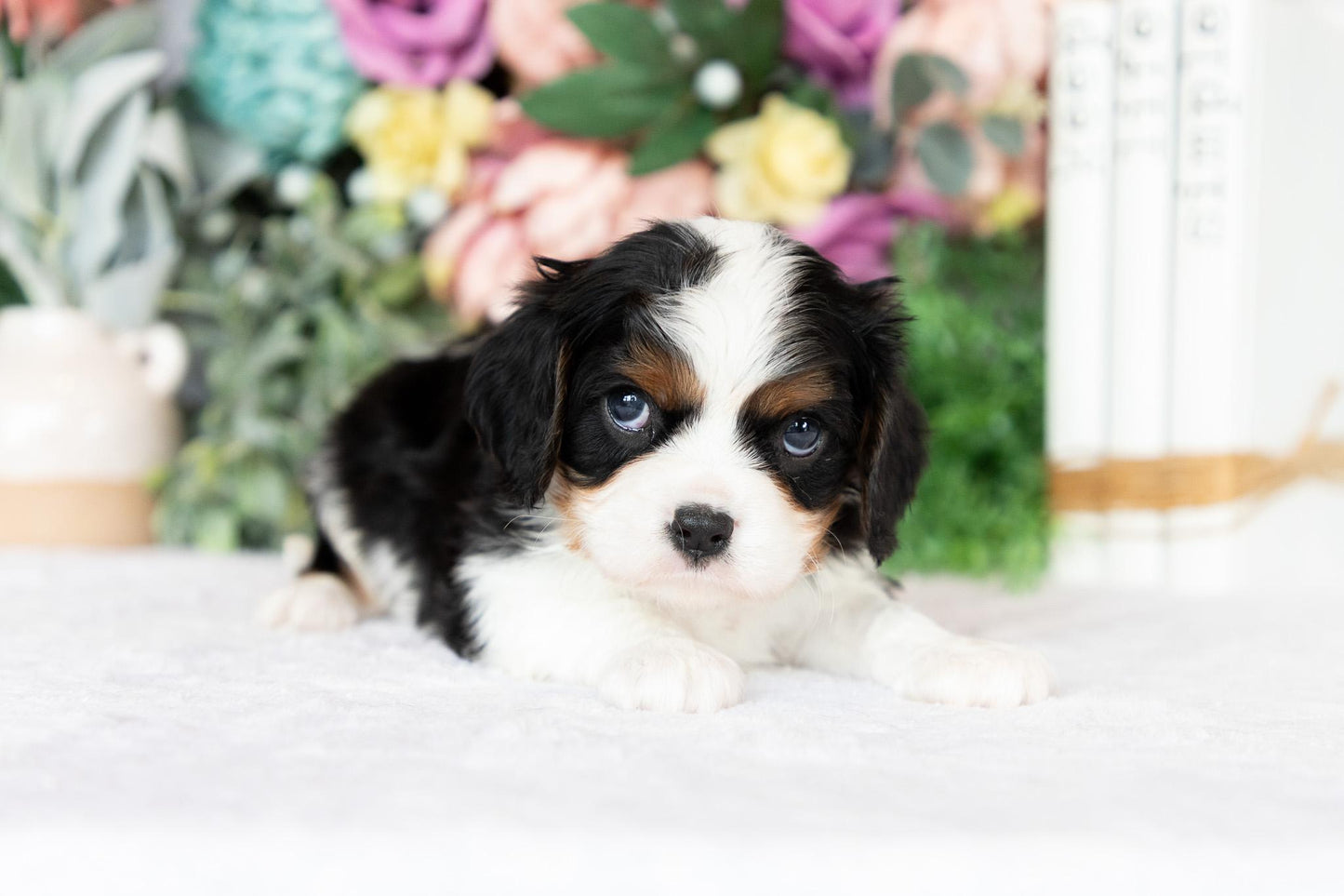 Cavalier King Charles Spaniel Male (Archie)