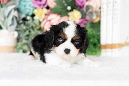 Cavalier King Charles Spaniel Male (Archie)