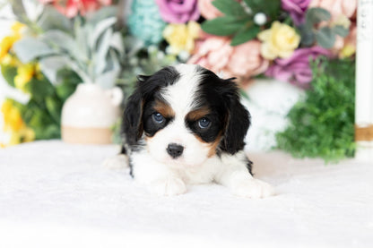 Cavalier King Charles Spaniel Male (Archie)